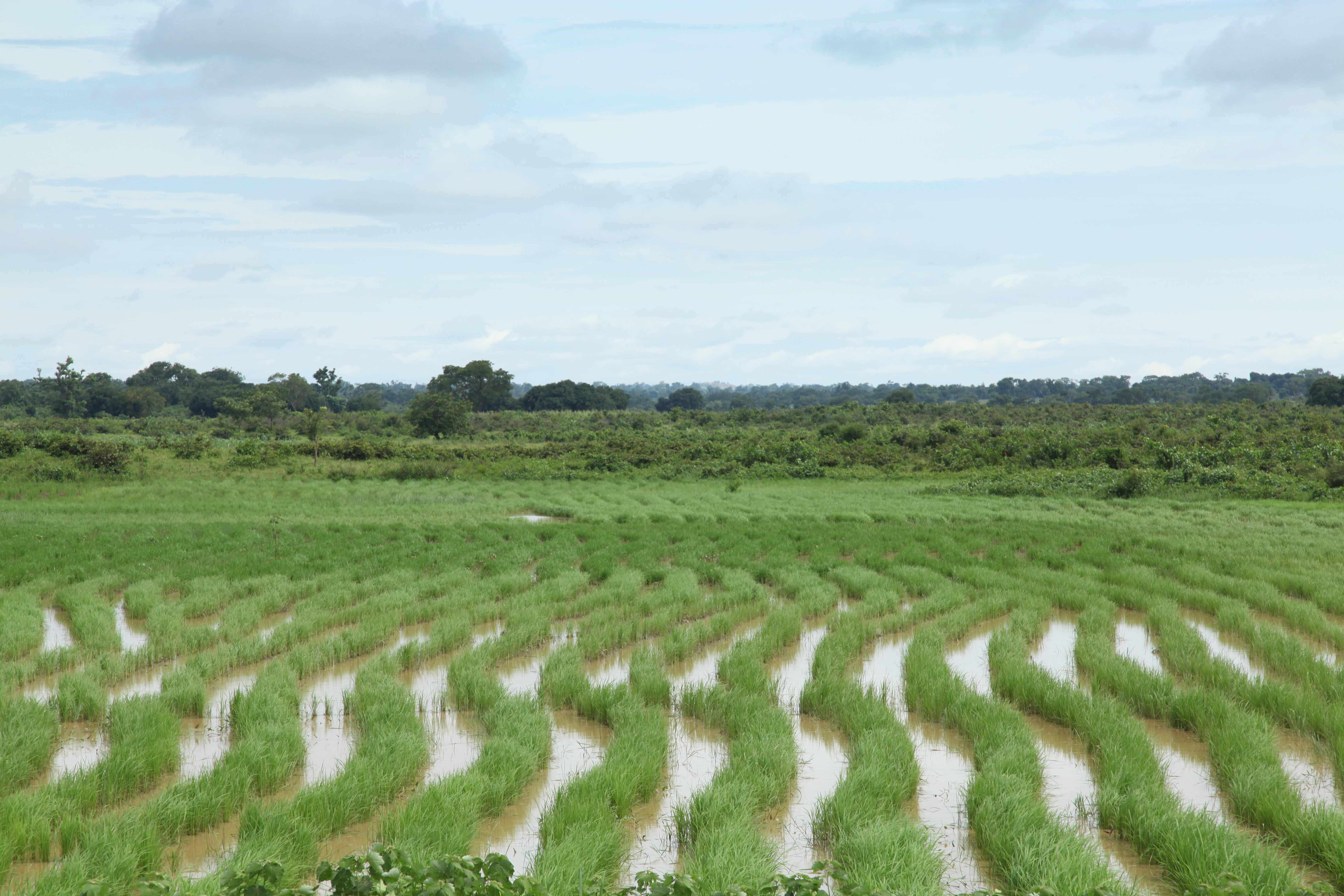 Rice Paddy Fields Niger